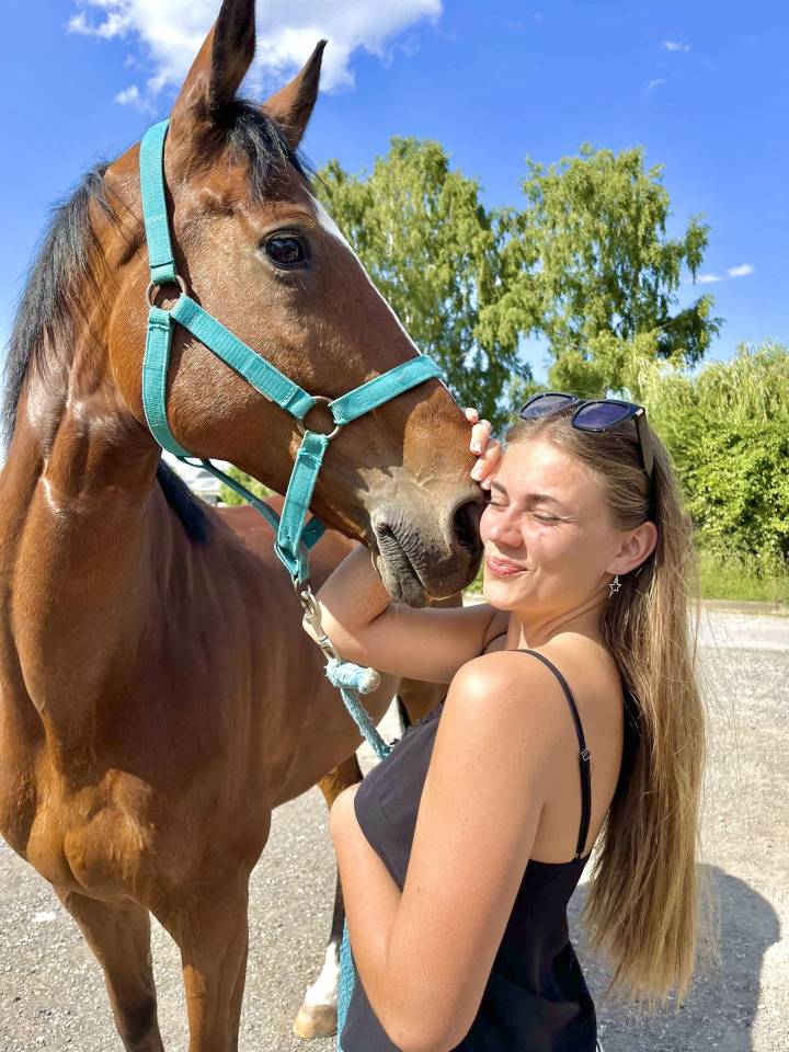 Gelding Anglo-Arabian For sale 2015 Bay