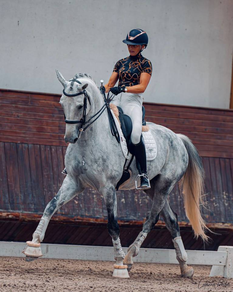 Gelding Zangersheide For sale 2018 Grey