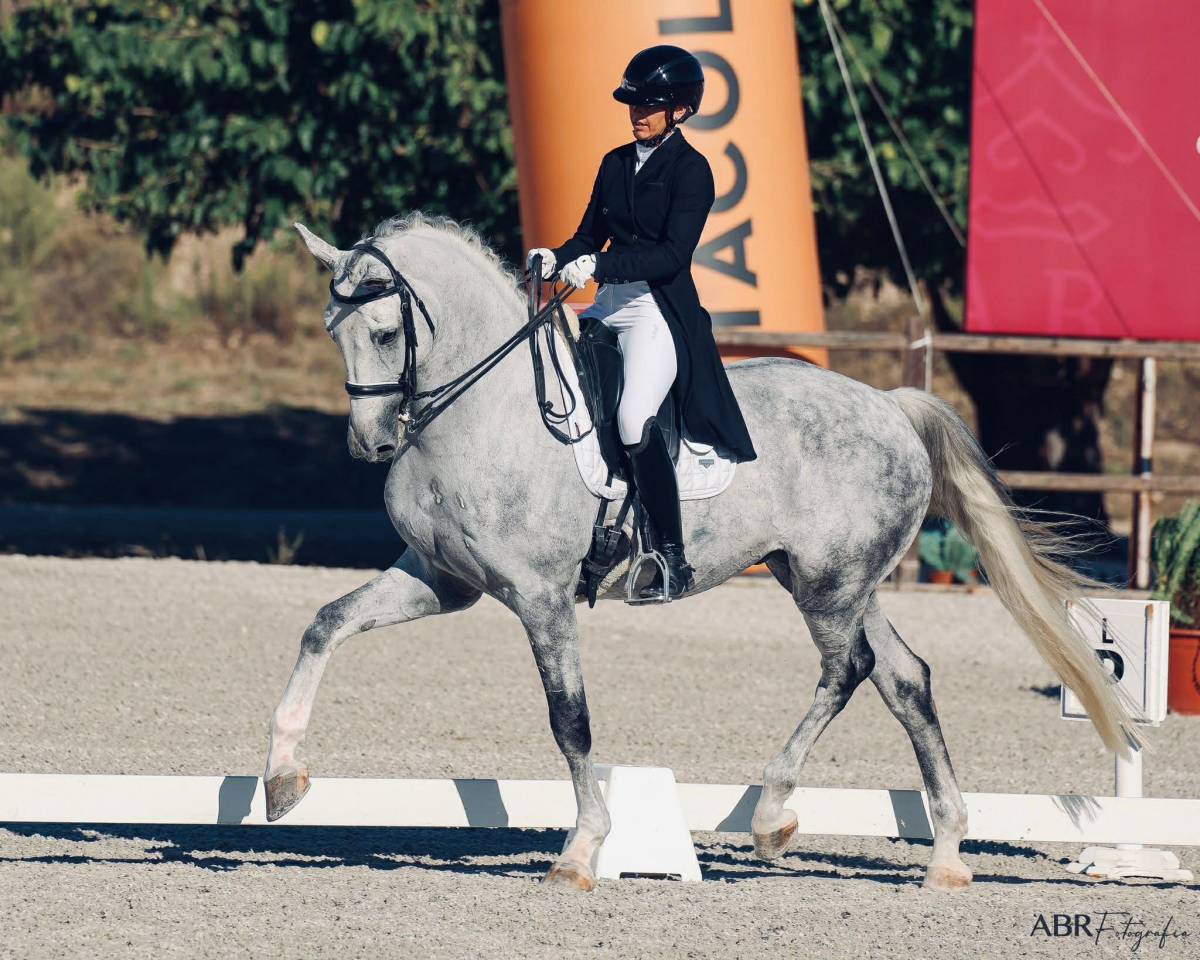 Gelding Zangersheide For sale 2018 Grey