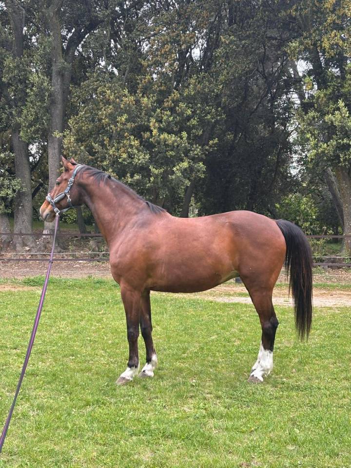 Gelding Origin Recorded For sale 2013 Bay