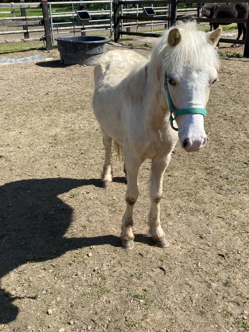 Colt Welsh Pony (Section A) Swap 2025 Palomino