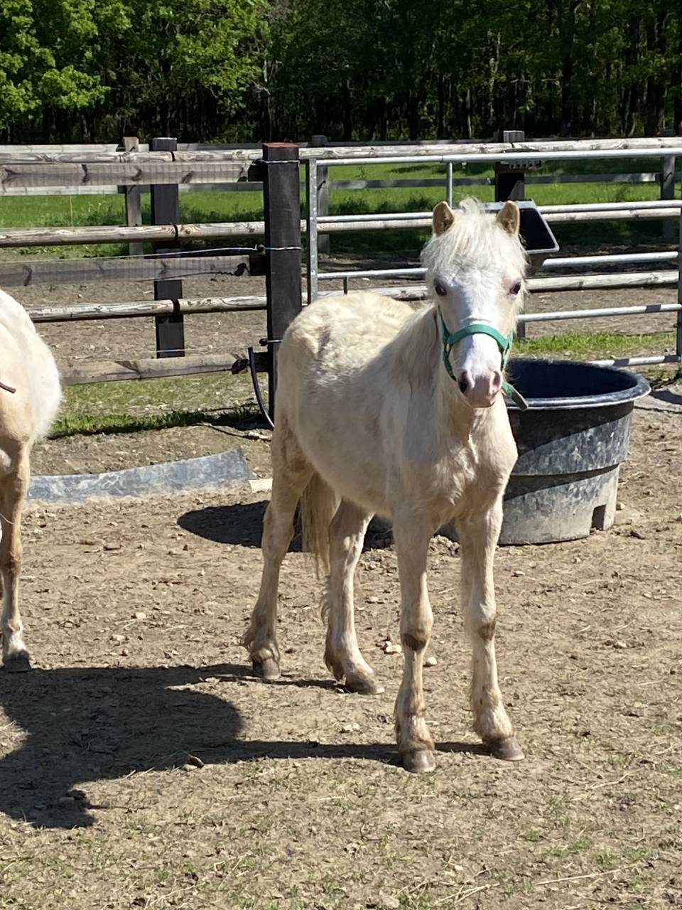 Colt Welsh Pony (Section A) Swap 2025 Palomino