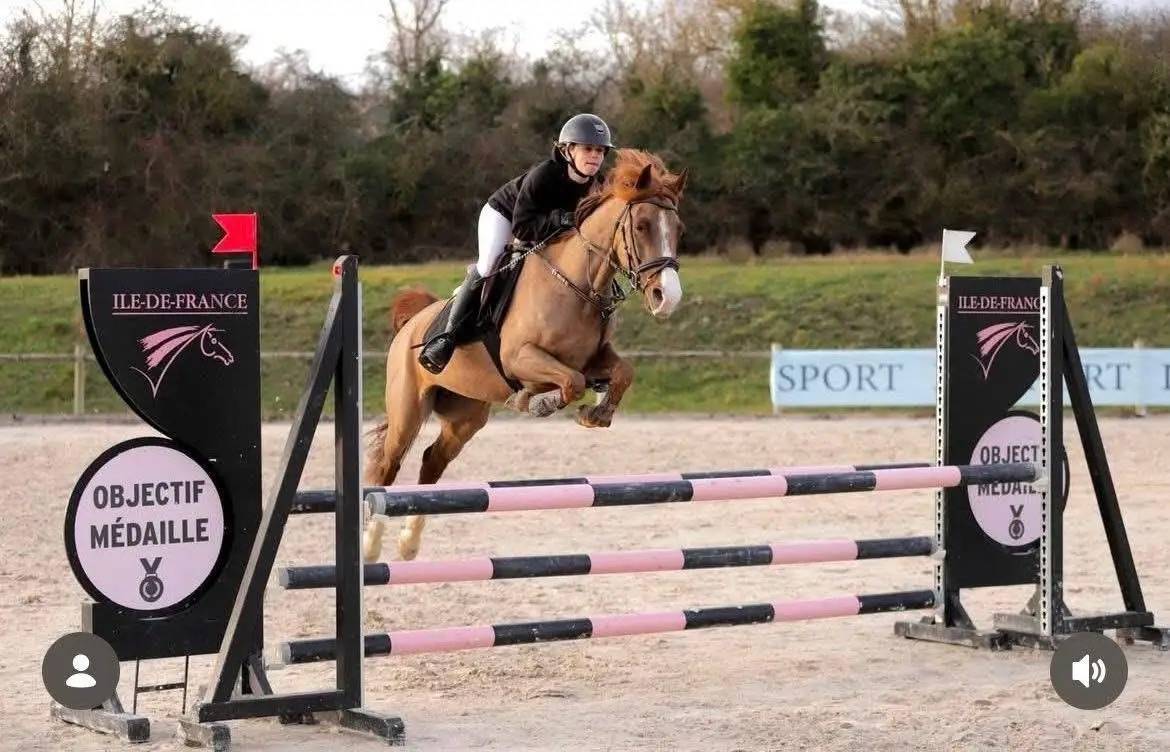 Mare Welsh Pony (Section D), Welsh Cob For sale 2021 Liver chestnut