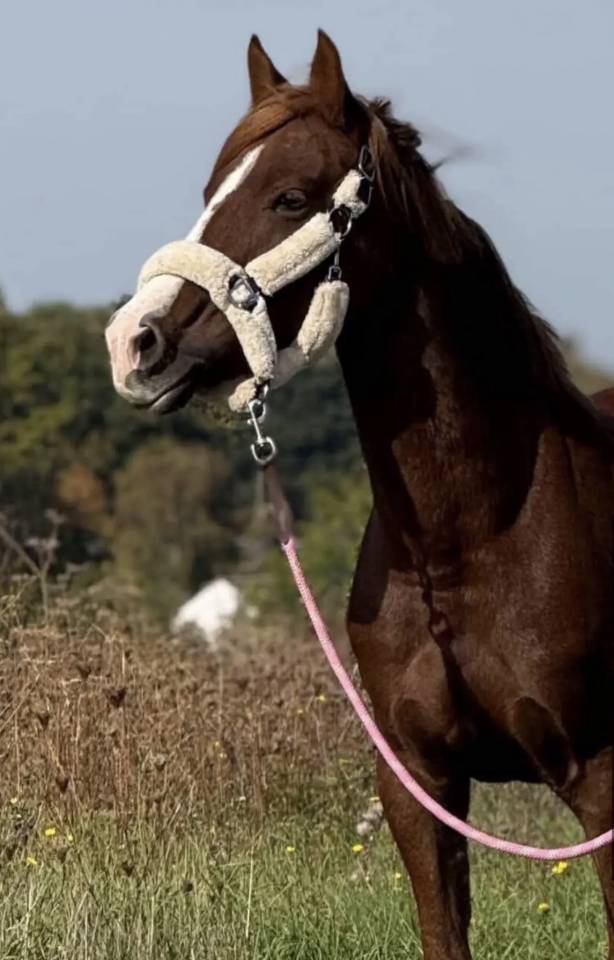 Mare Welsh Pony (Section D), Welsh Cob For sale 2021 Liver chestnut