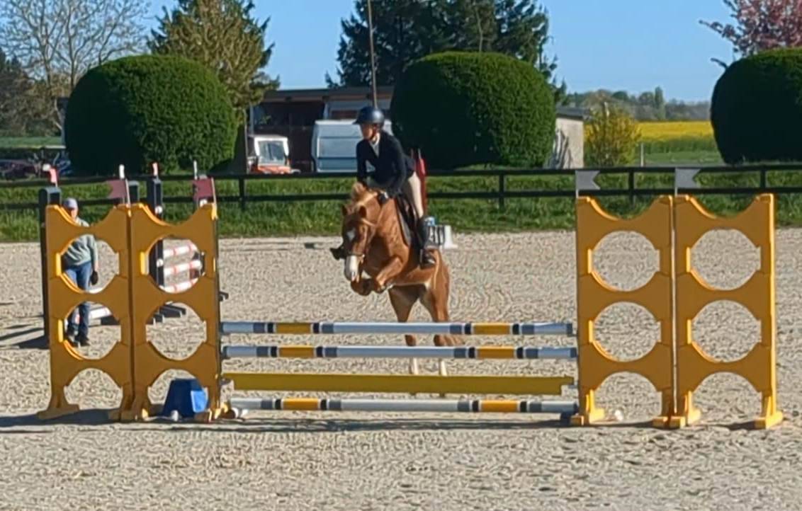 Mare French Saddle Pony For sale 2021 Chesnut
