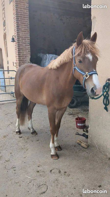 Mare French Saddle Pony For sale 2021 Chesnut