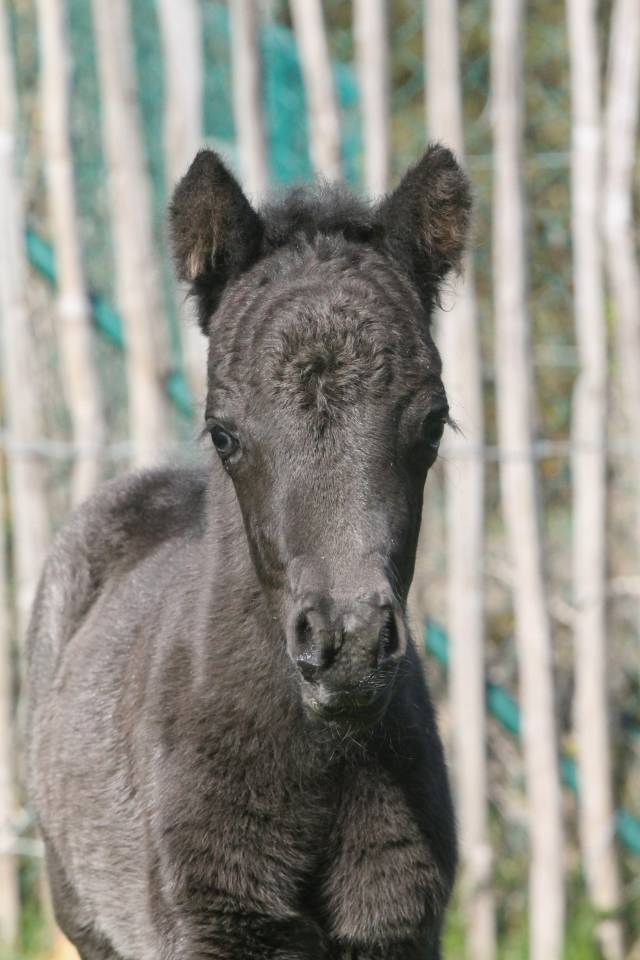 Colt Other Pony Breed For sale 2026 Black