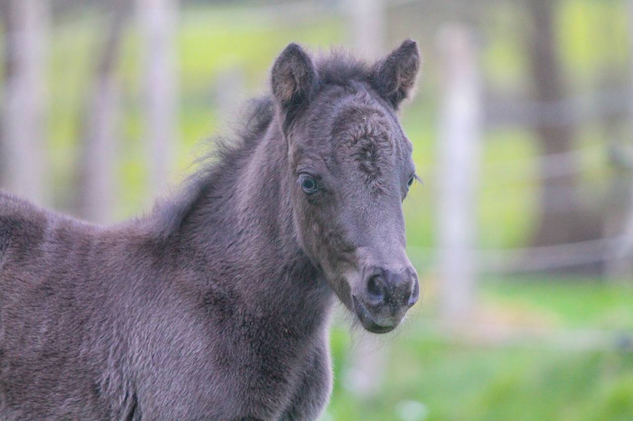 Colt Other Pony Breed For sale 2026 Black