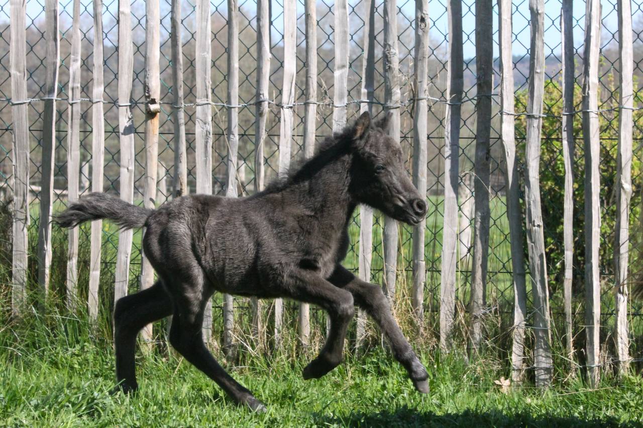 Colt Other Pony Breed For sale 2026 Black