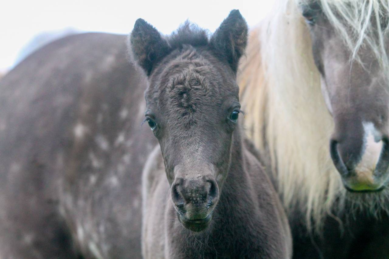 Colt Other Pony Breed For sale 2026 Black
