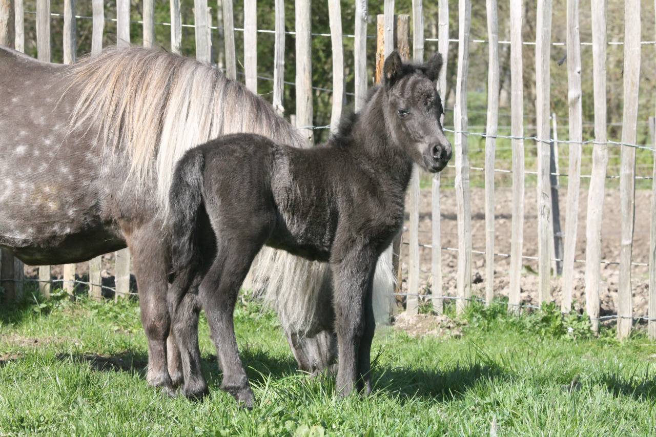 Colt Other Pony Breed For sale 2026 Black