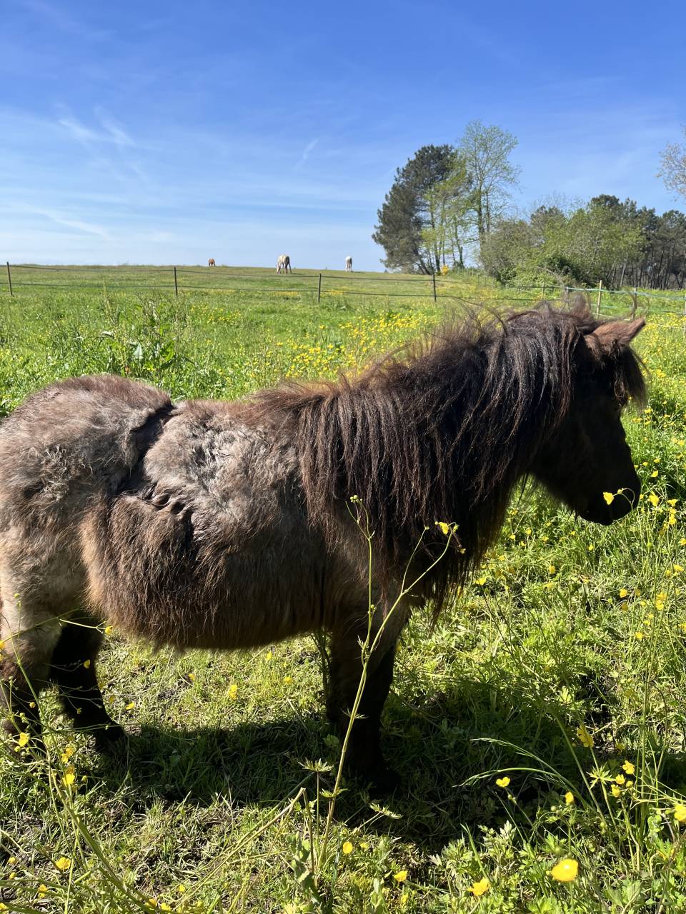 Gelding Shetland Pony For sale 2024 Red roan