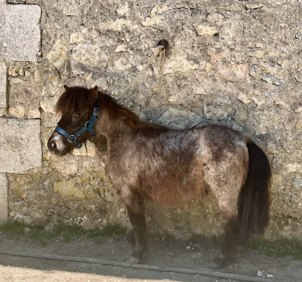 Gelding Shetland Pony For sale 2024 Red roan