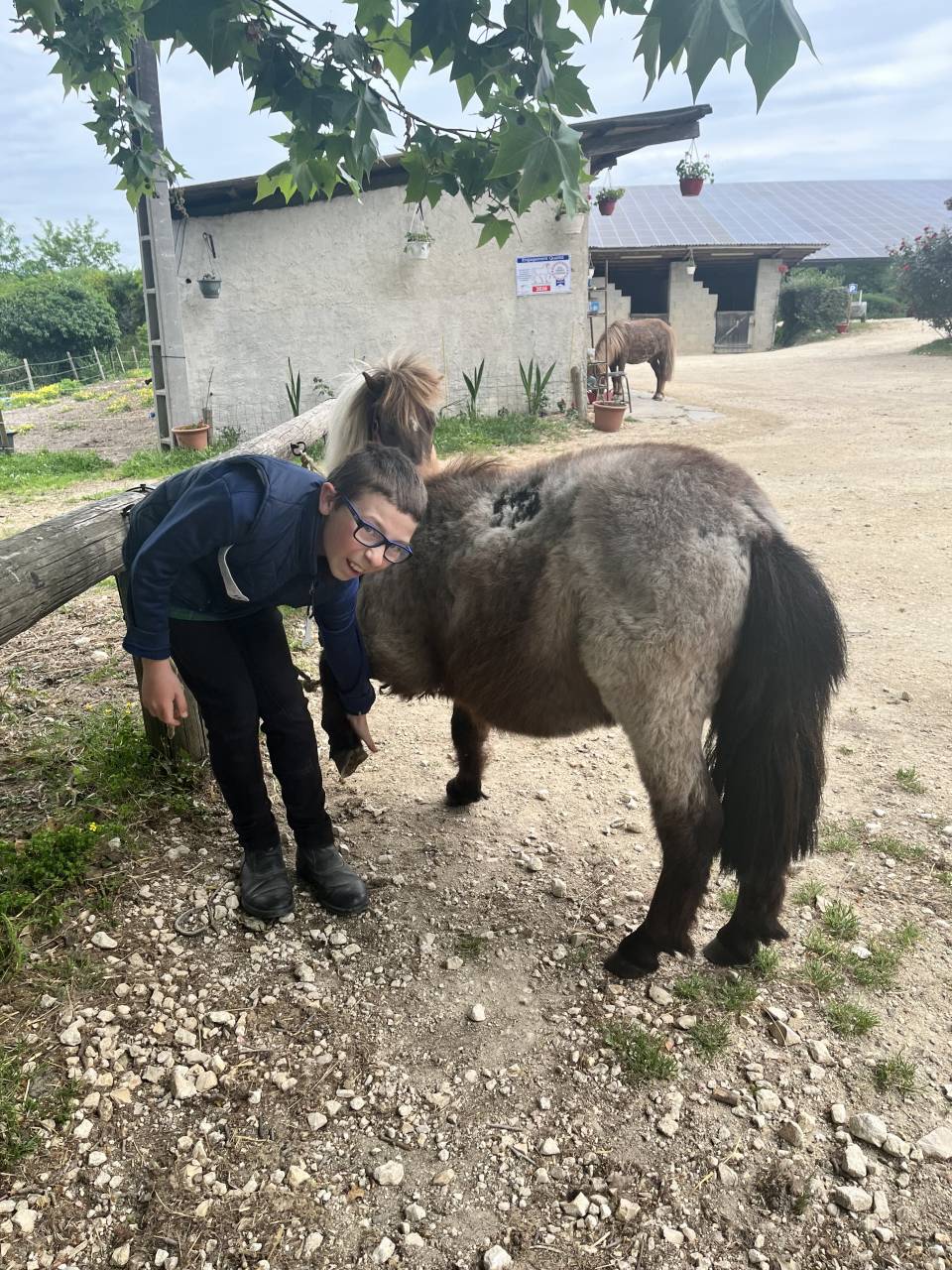 Gelding Shetland Pony For sale 2024 Red roan