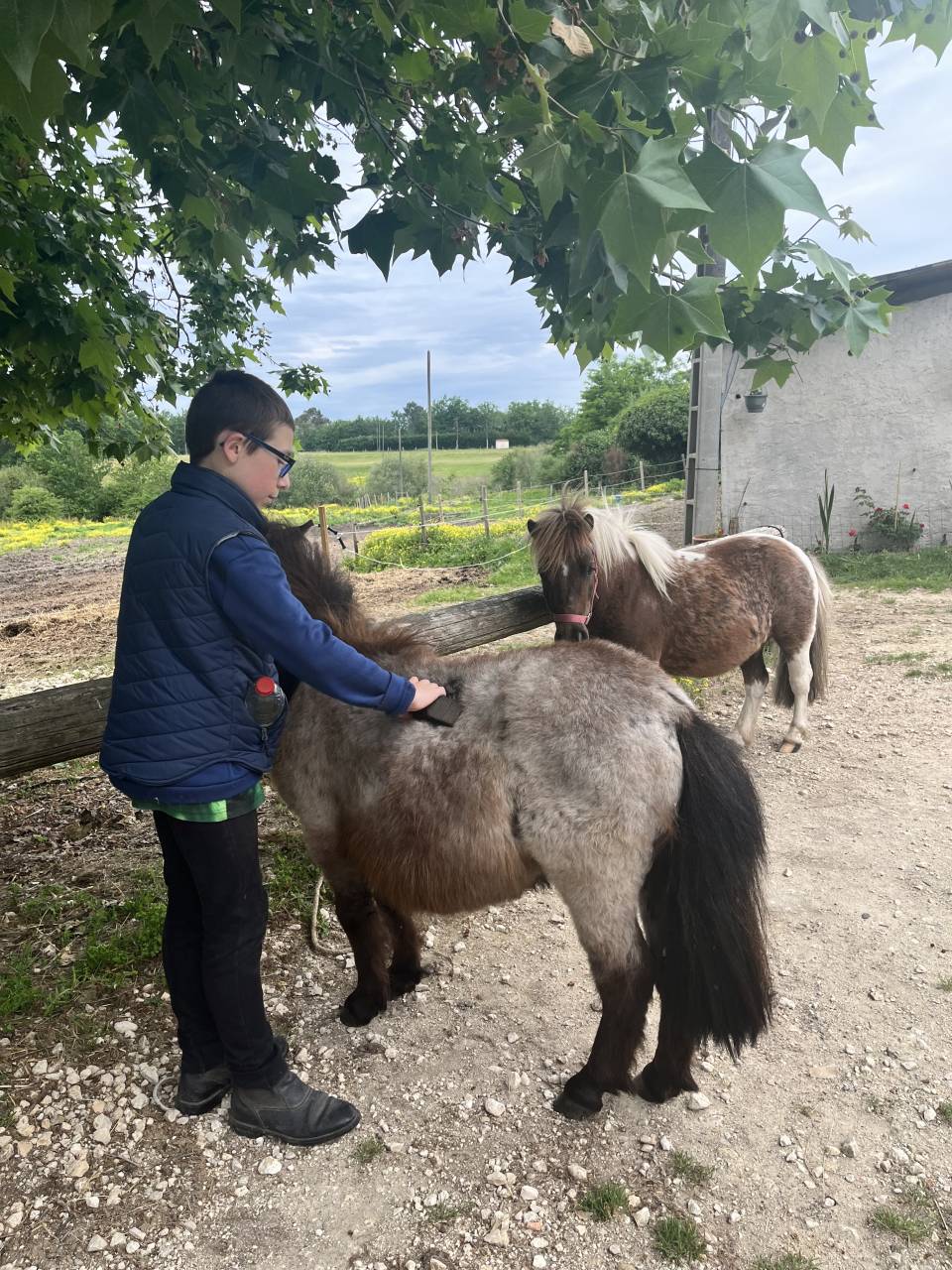 Gelding Shetland Pony For sale 2024 Red roan