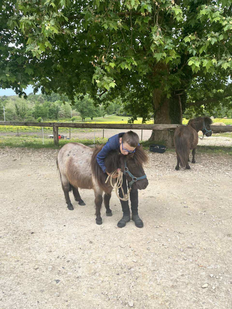 Gelding Shetland Pony For sale 2024 Red roan