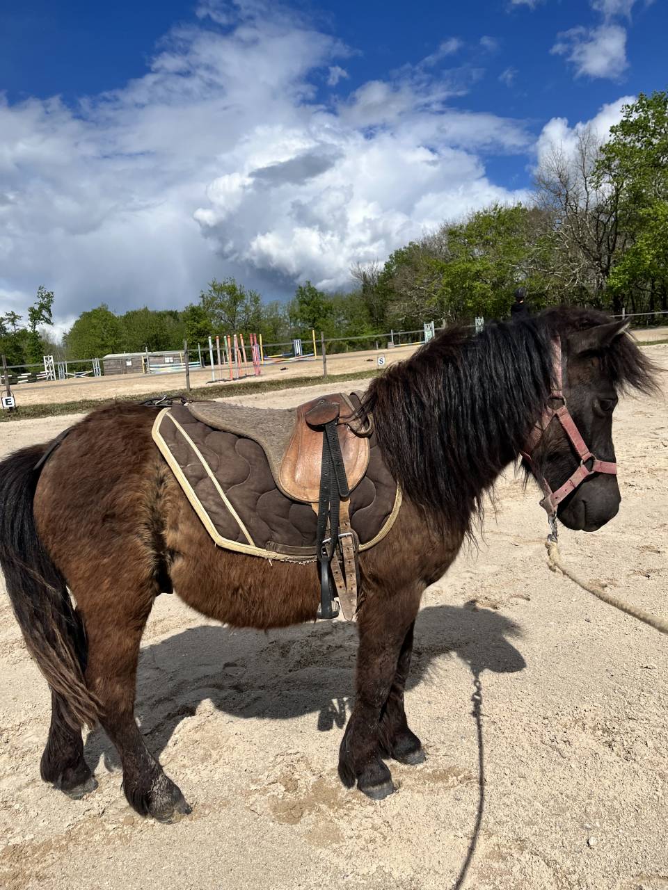Gelding Shetland Pony For sale 2024 Bay