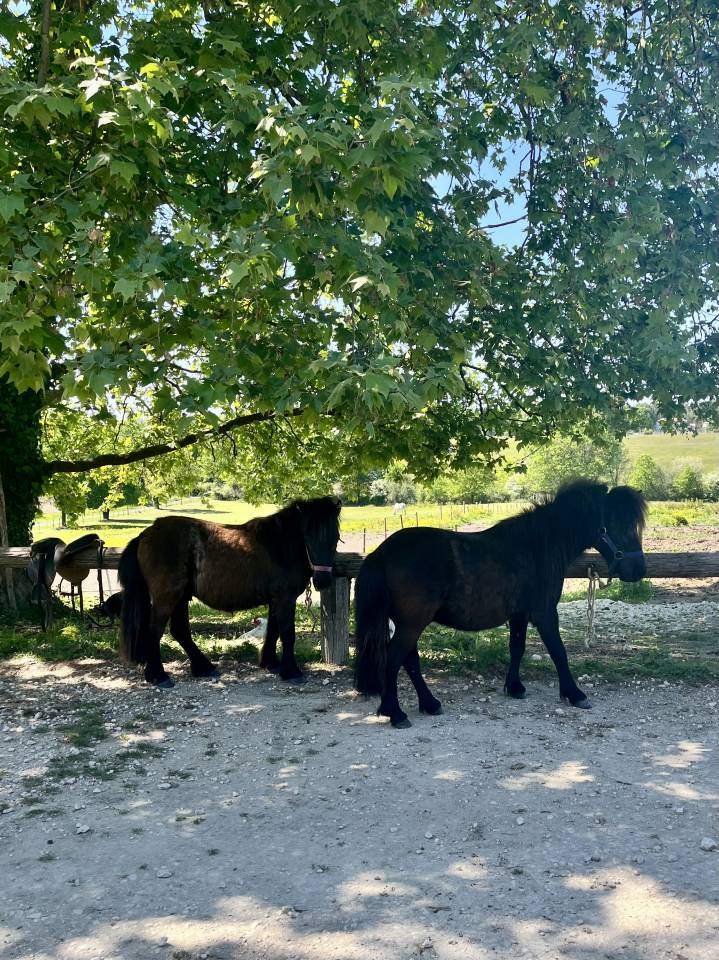 Gelding Shetland Pony For sale 2024 Bay