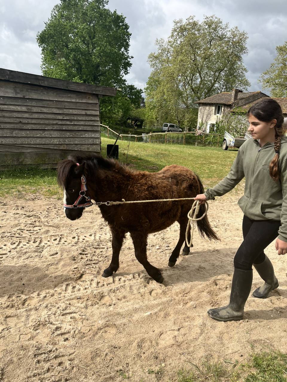 Filly Shetland Pony For sale 2025 Bay