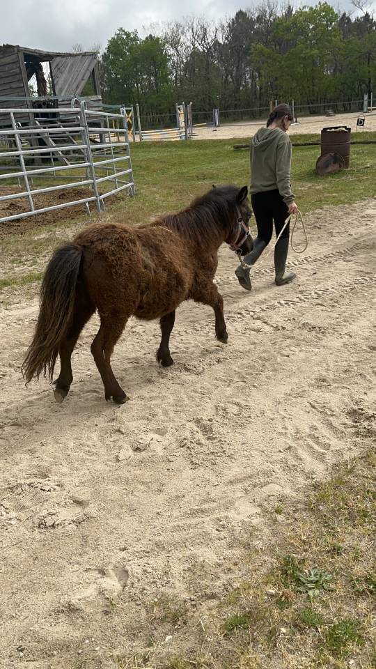 Filly Shetland Pony For sale 2025 Bay
