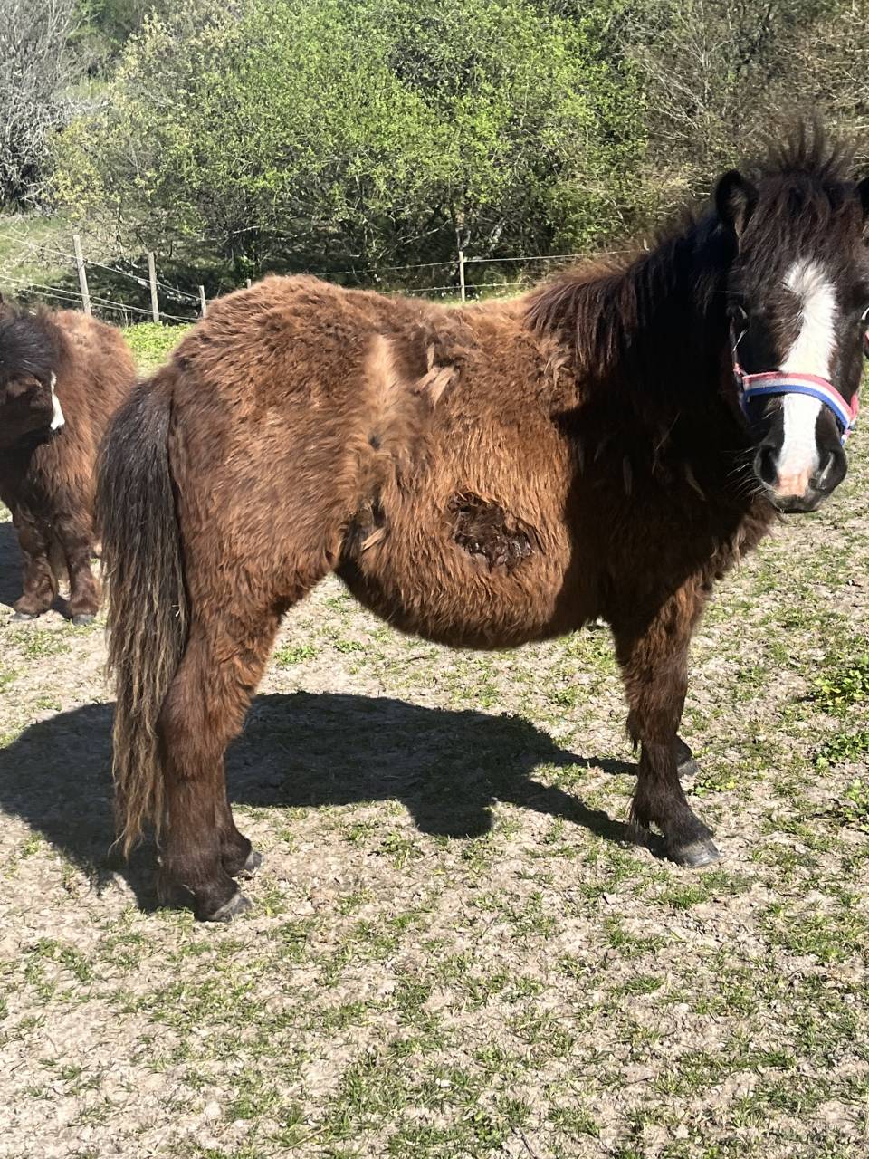 Filly Shetland Pony For sale 2025 Bay