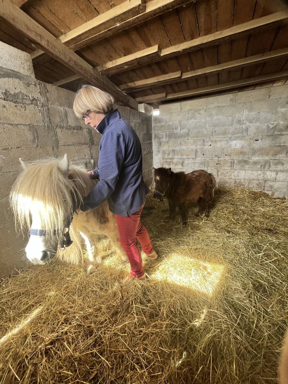 Colt Shetland Pony For sale 2025 Bay