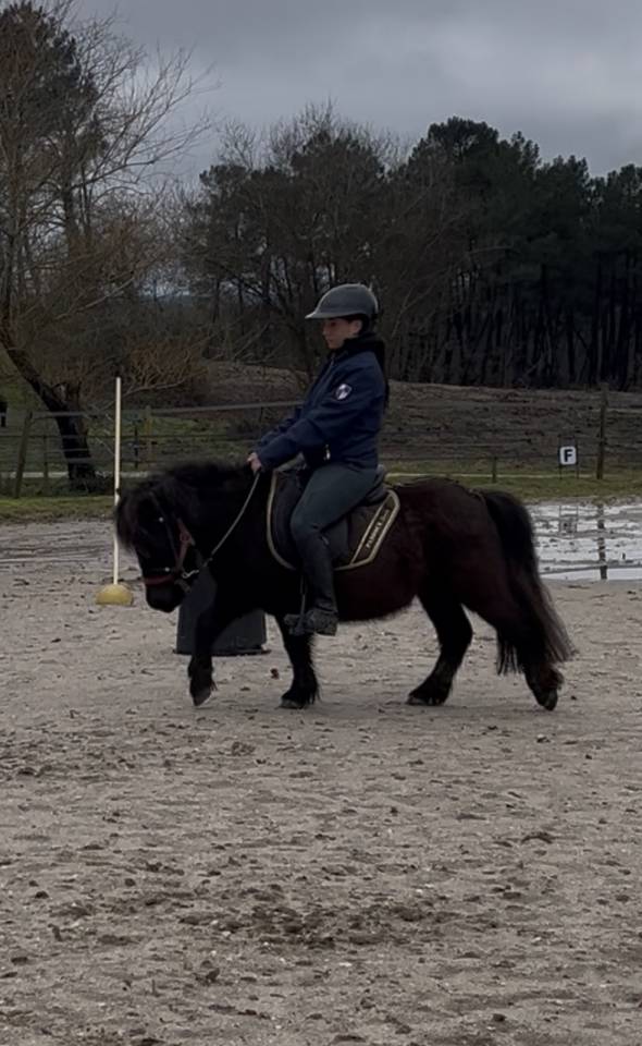 Gelding Shetland Pony For sale 2022 Bay