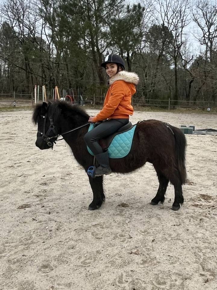 Gelding Shetland Pony For sale 2022 Bay