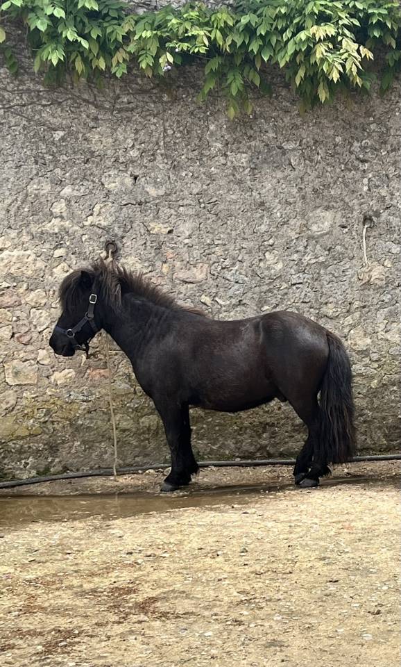Gelding Shetland Pony For sale 2022 Bay