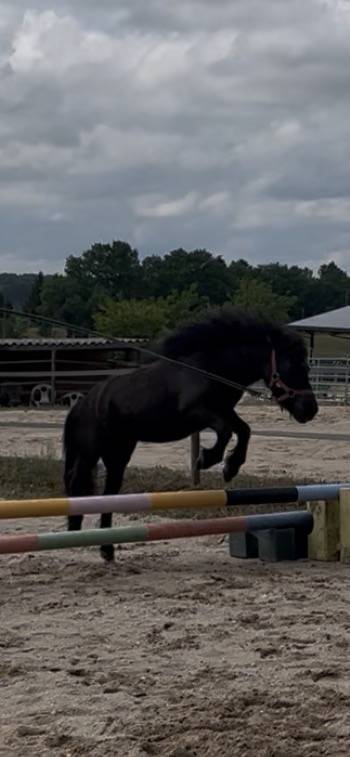 Filly Origin Recorded For sale 2023 Bay