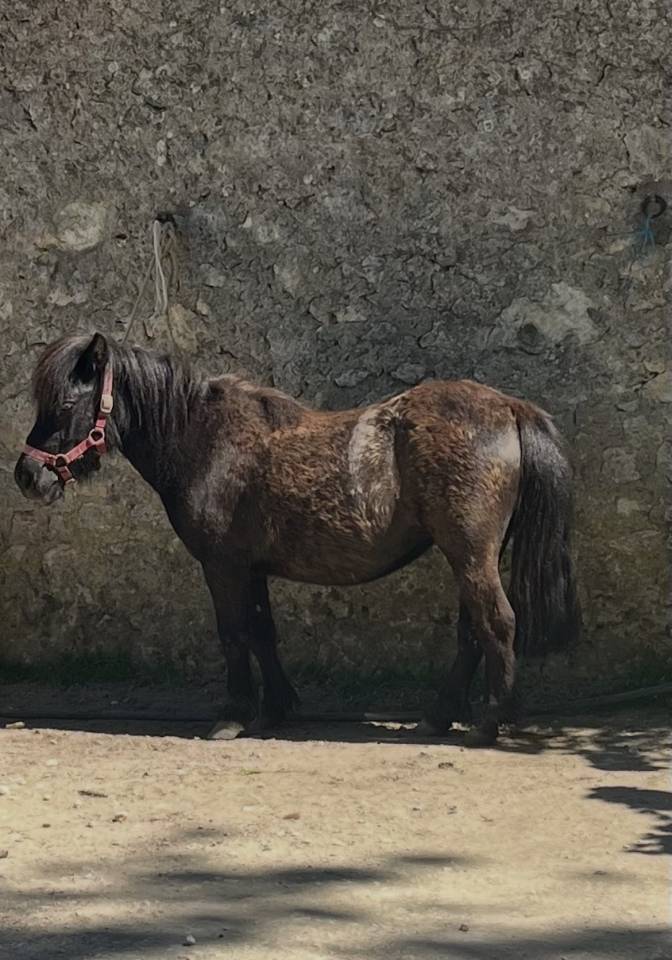 Filly Origin Recorded For sale 2023 Bay