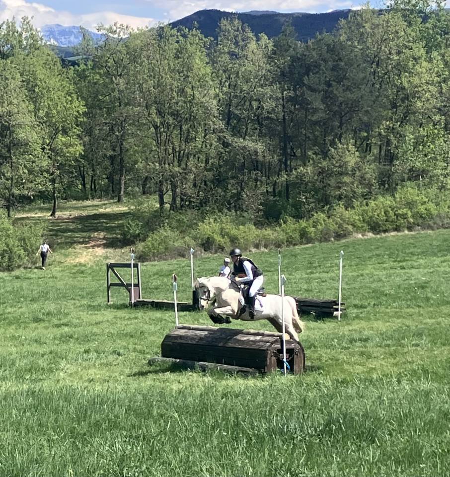 Gelding French Saddle Pony For sale 2017 Palomino