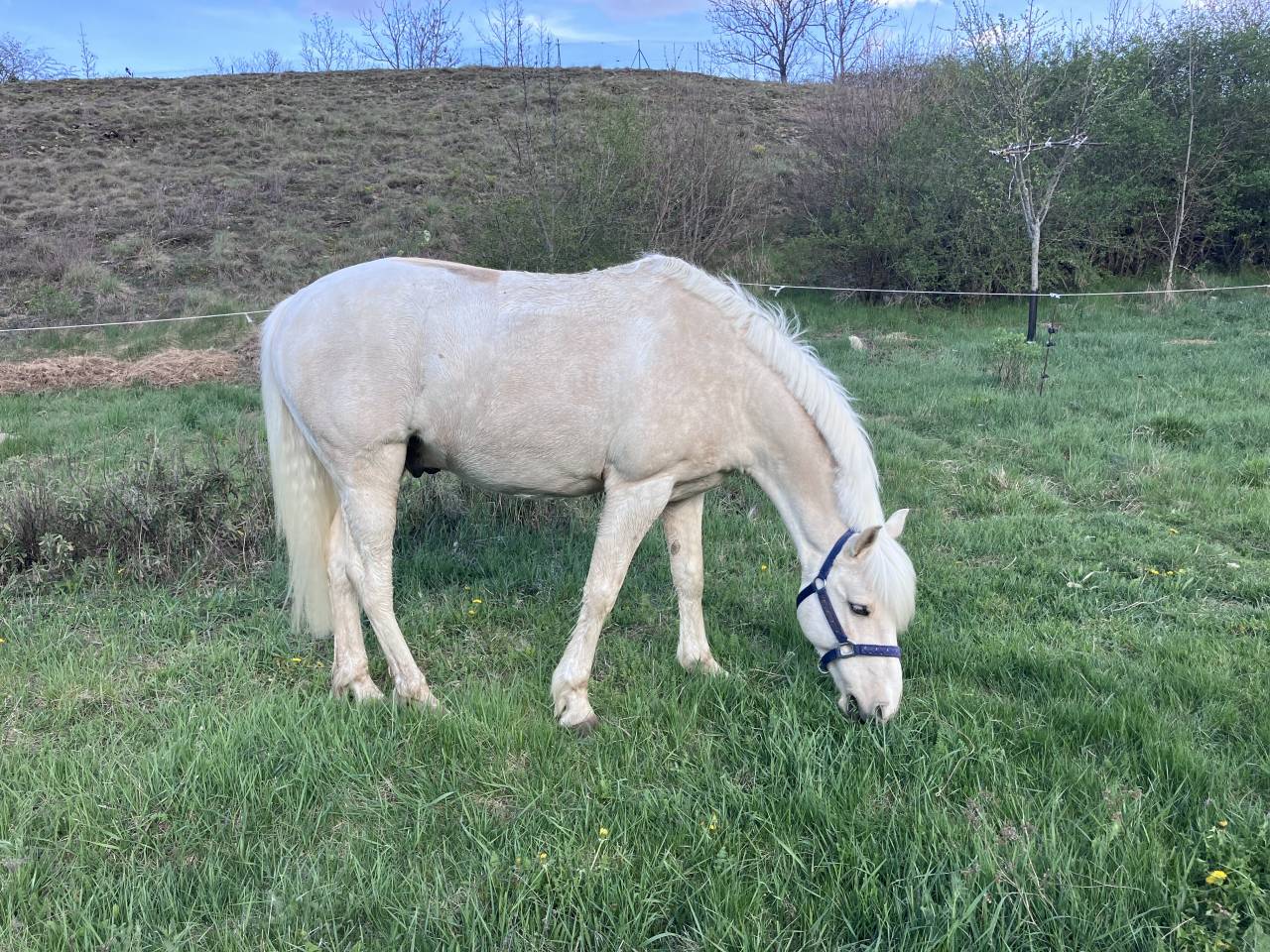 Gelding French Saddle Pony For sale 2017 Palomino