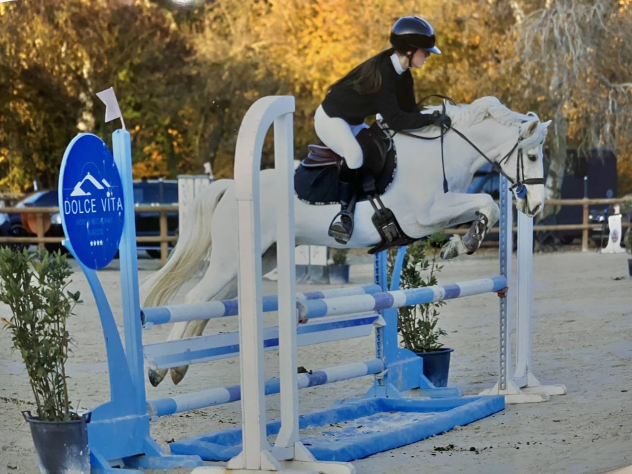 Gelding French Saddle Pony For sale 2017 Palomino