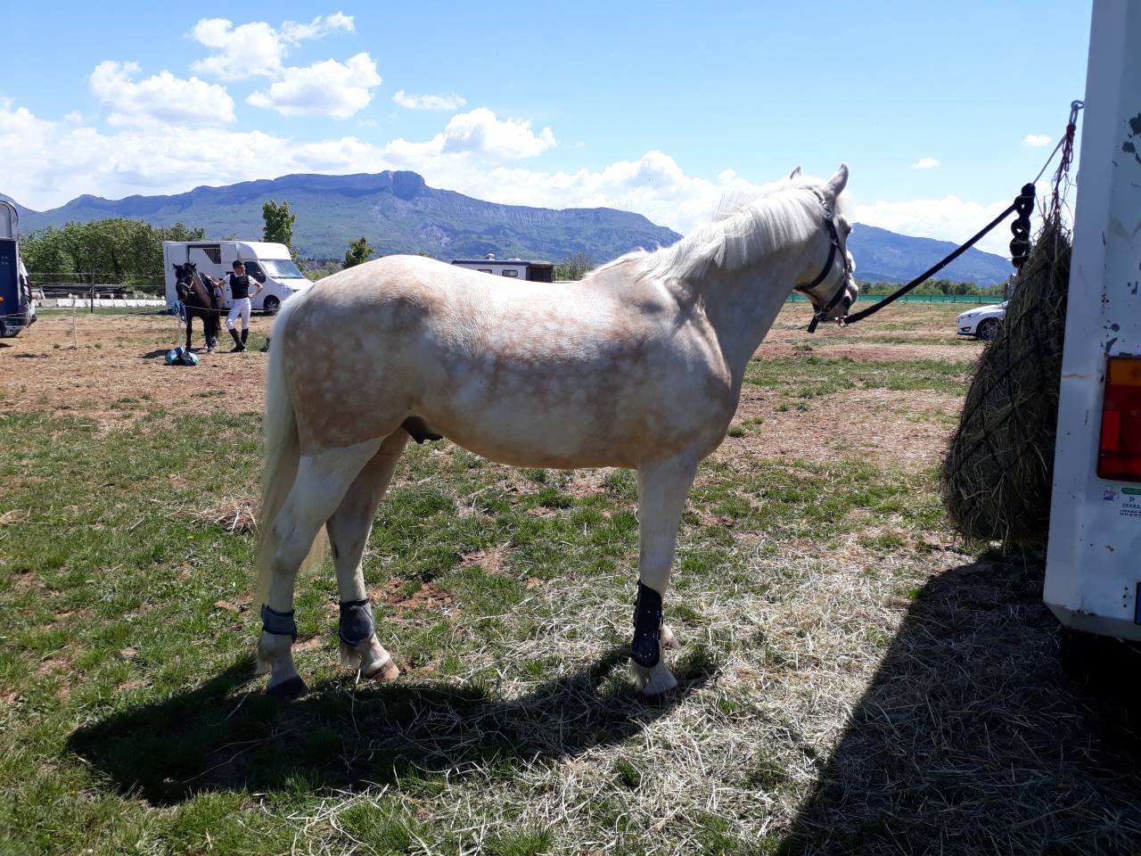 Gelding French Saddle Pony For sale 2017 Palomino