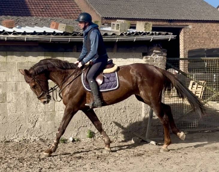 Mare KWPN Dutch Warmblood For sale 2019 Liver chestnut