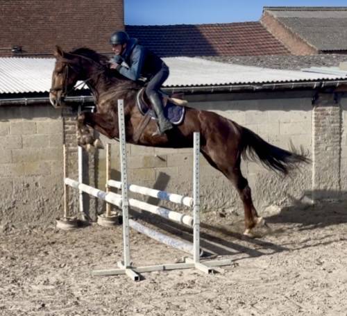 Mare KWPN Dutch Warmblood For sale 2019 Liver chestnut