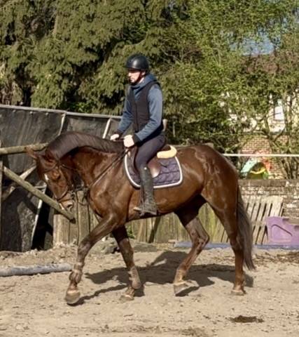 Mare KWPN Dutch Warmblood For sale 2019 Liver chestnut