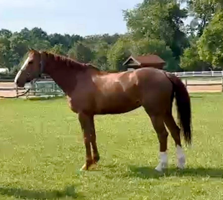Mare Selle Fran&ccedil;ais For sale 2014 Liver chestnut