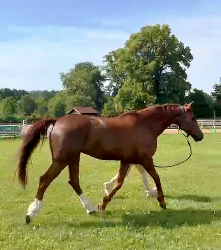 Mare Selle Fran&ccedil;ais For sale 2014 Liver chestnut