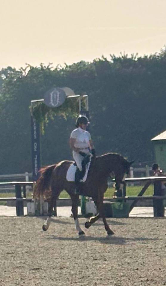 Mare Selle Fran&ccedil;ais For sale 2014 Liver chestnut