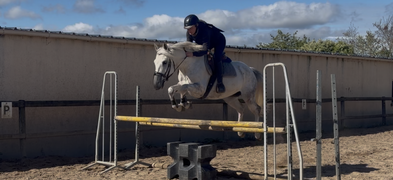 Gelding Origin Recorded For sale 2016 Grey