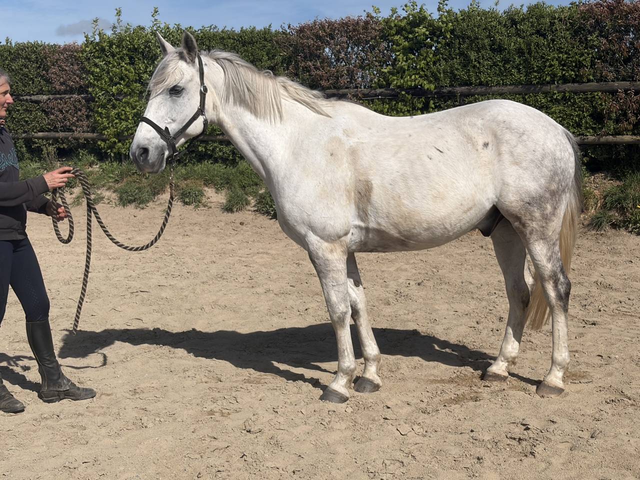 Gelding Origin Recorded For sale 2016 Grey