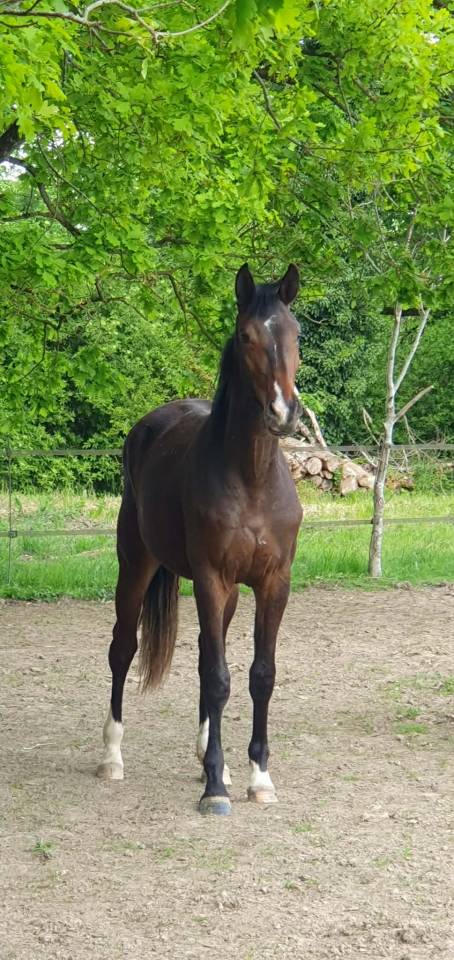 Mare Oldenburg For sale 2024 Dark Bay
