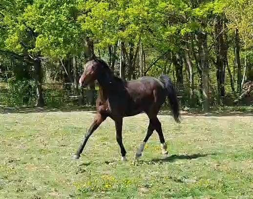 Mare Oldenburg For sale 2024 Dark Bay