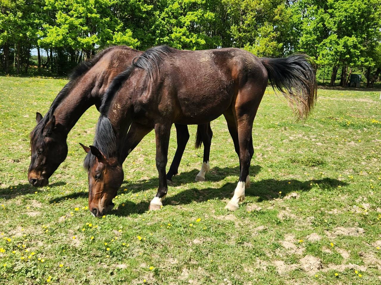 Mare Oldenburg For sale 2024 Dark Bay