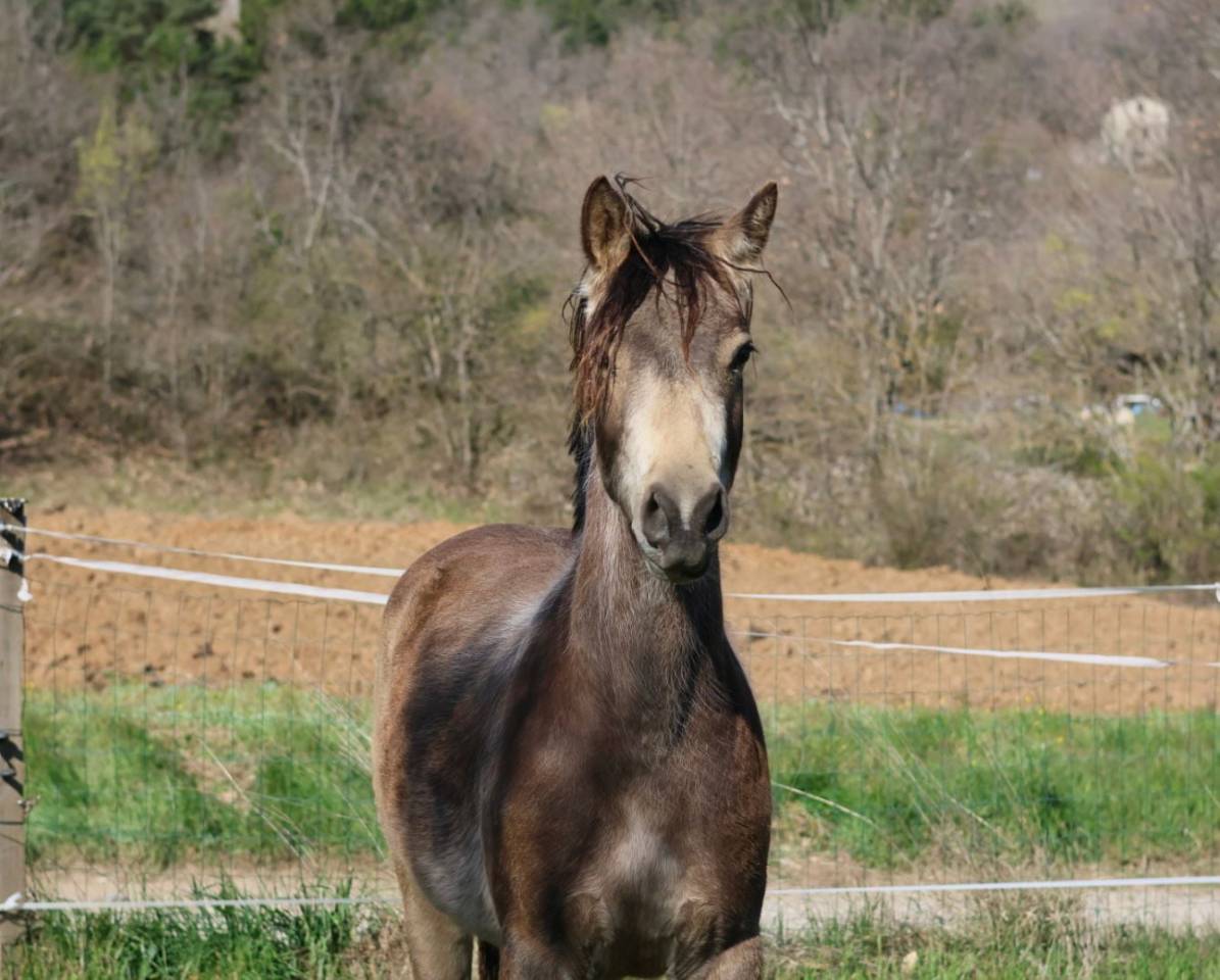 Mare French Saddle Pony For sale 2024 Buckskin
