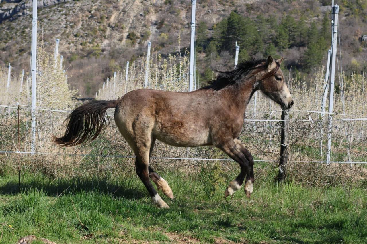 Mare French Saddle Pony For sale 2024 Buckskin