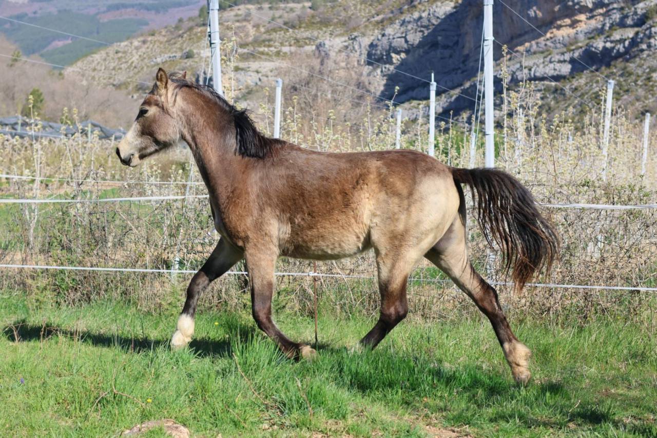 Mare French Saddle Pony For sale 2024 Buckskin