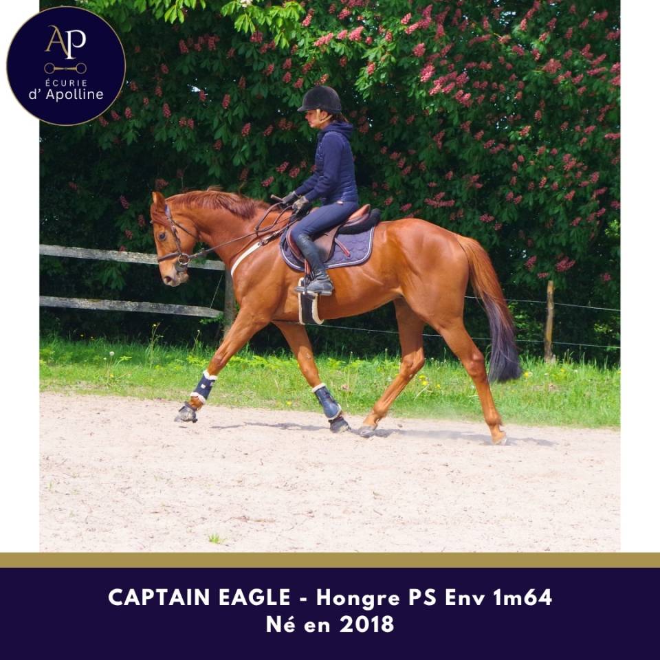 Gelding Thoroughbred For sale 2018 Chesnut